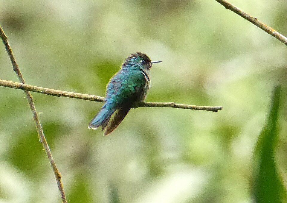 Emerald-chinned Hummingbird