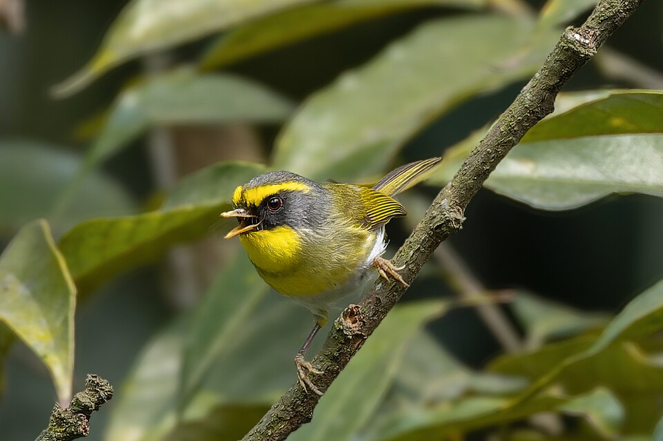 Black-faced Warbler