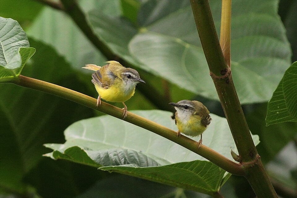 Yellow-bellied Warbler