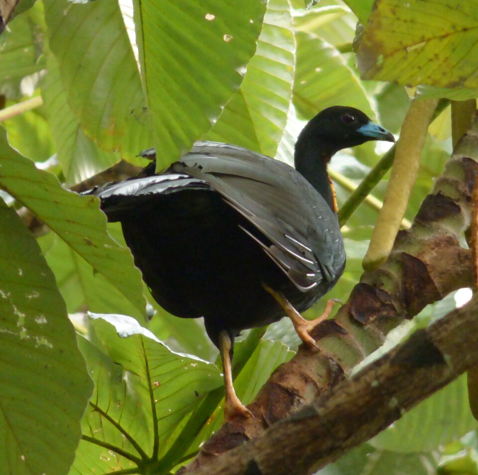 Wattled Guan