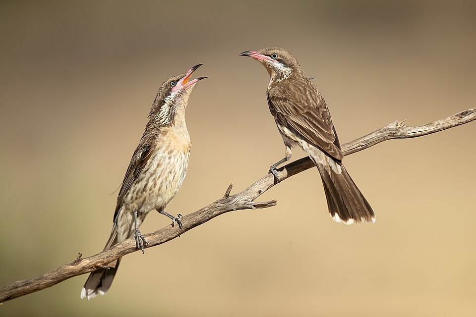Spiny-cheeked Honeyeater