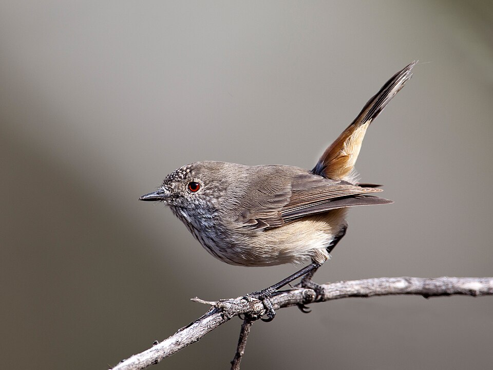 Inland Thornbill