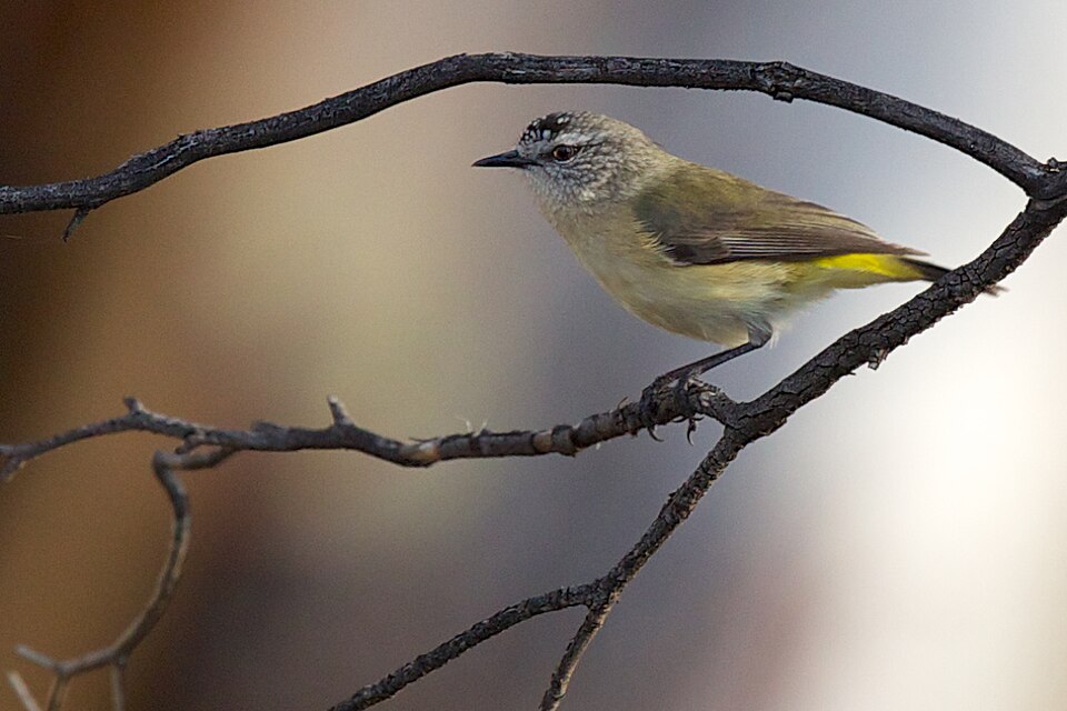 Yellow-rumped Thornbill
