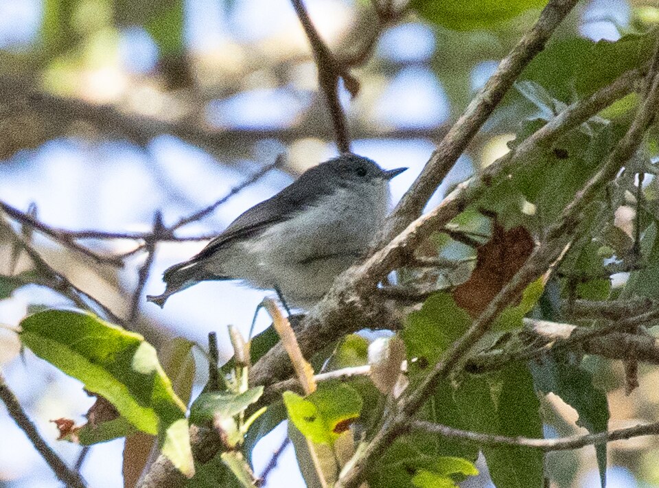 Grey Thornbill