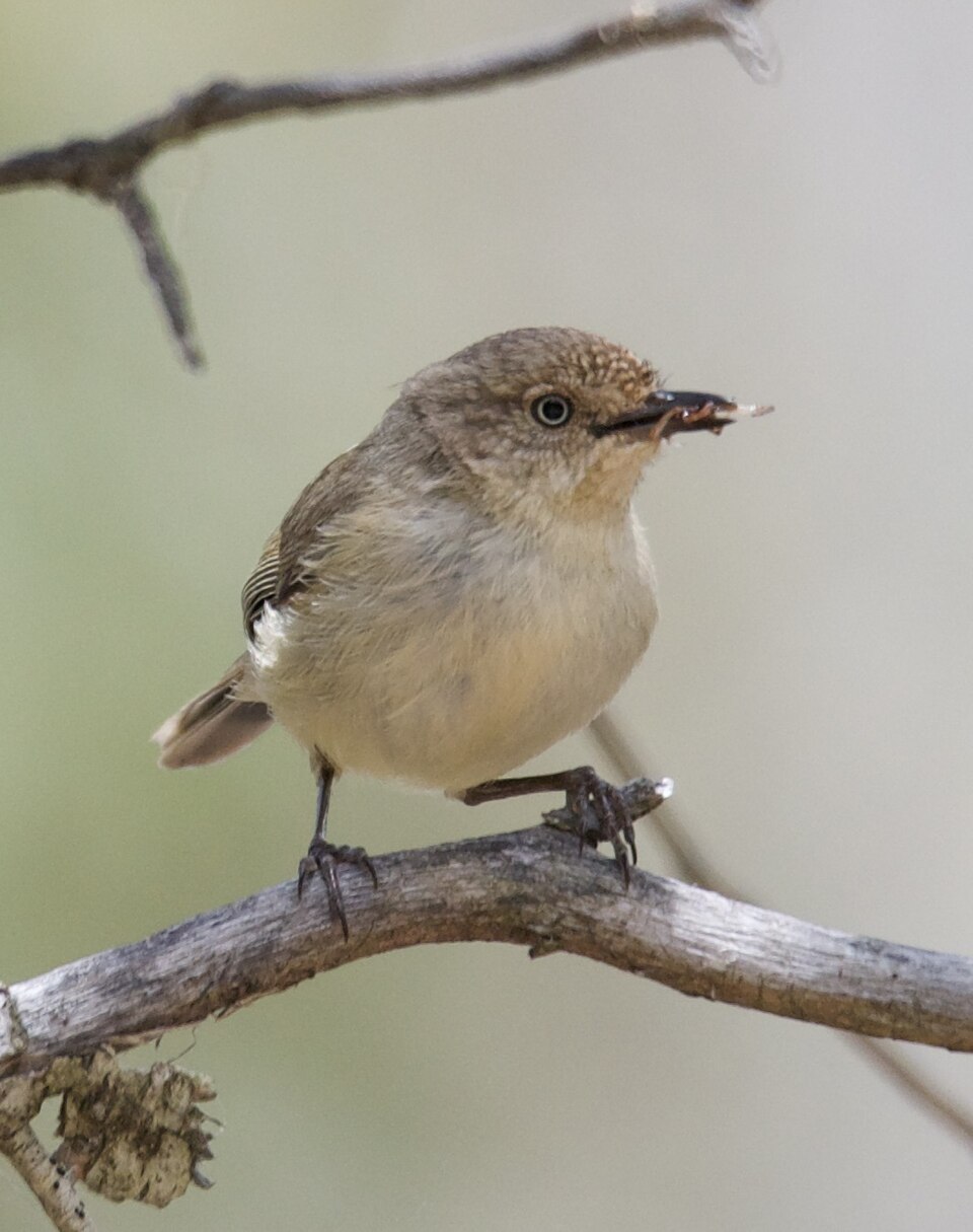 Western Thornbill