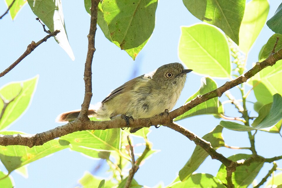 Mountain Thornbill