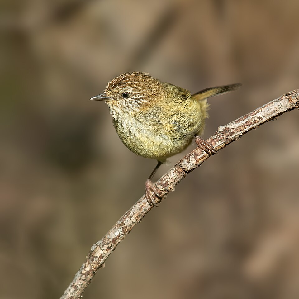 Striated Thornbill