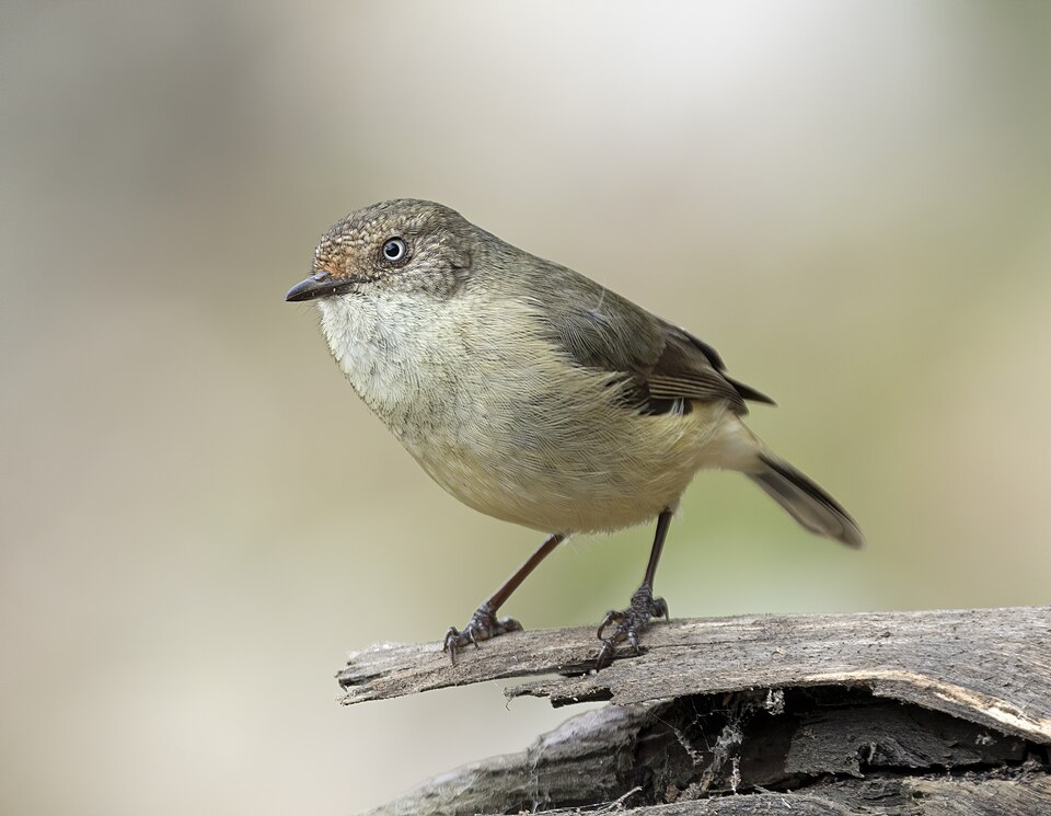 Buff-rumped Thornbill
