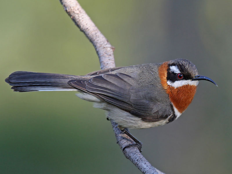 Western Spinebill