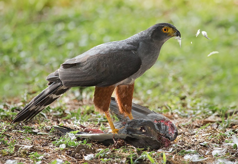 Bicolored Hawk