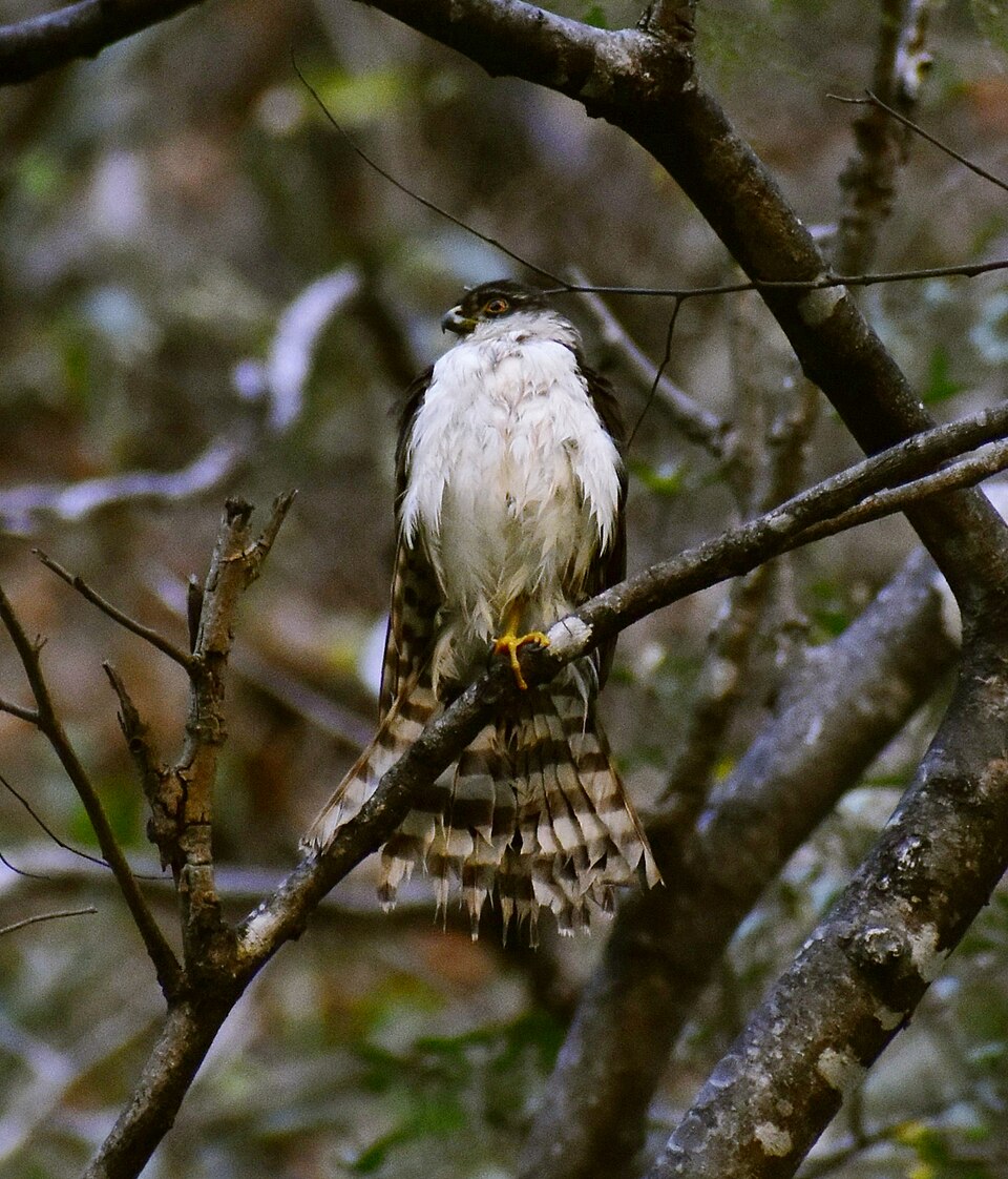 White-breasted Hawk