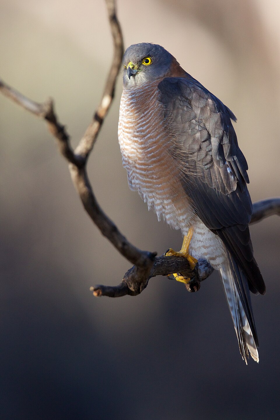 Collared Sparrowhawk