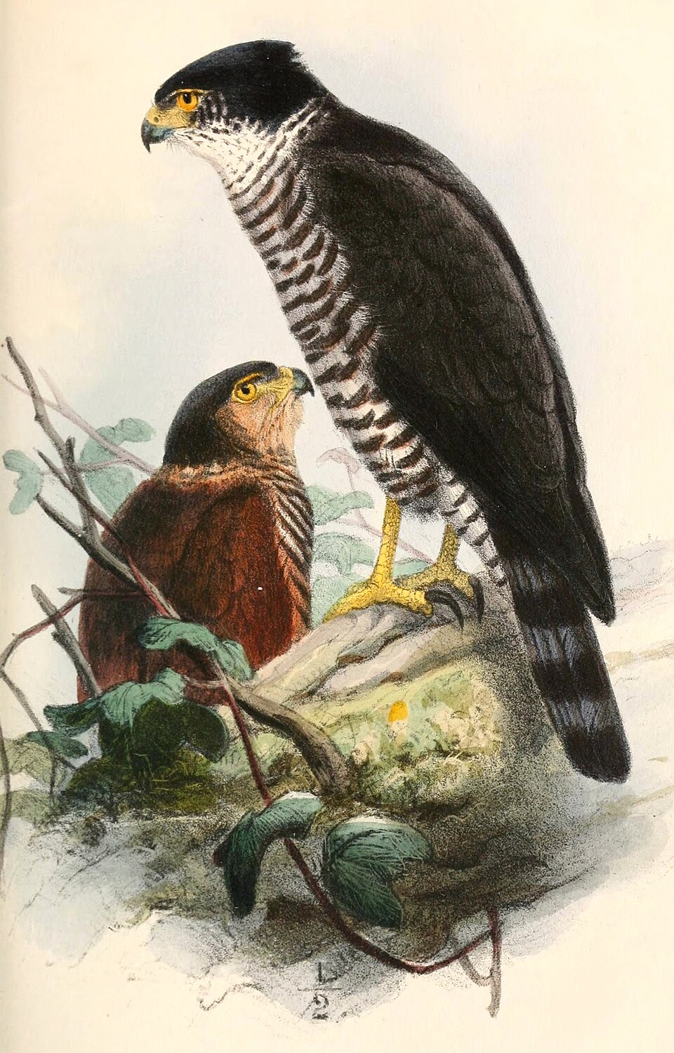 Semicollared Hawk