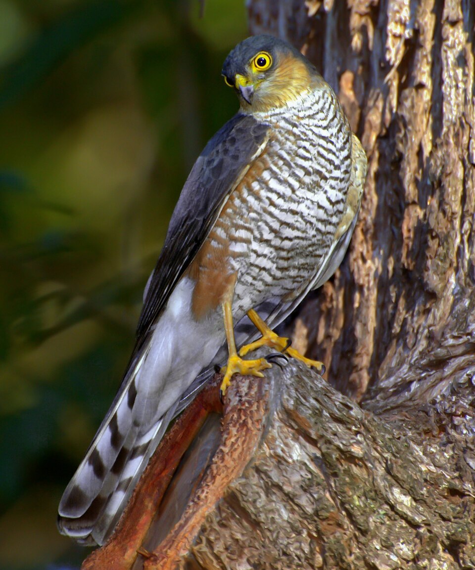 Rufous-thighed Hawk