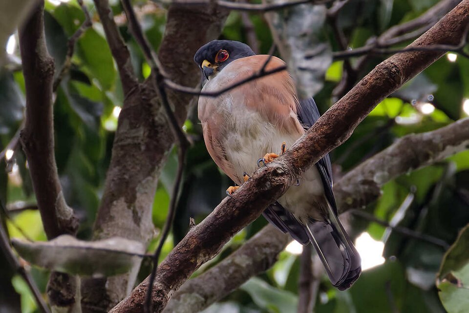 Red-thighed Sparrowhawk