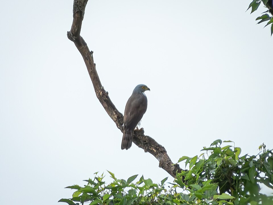 Sulawesi Goshawk