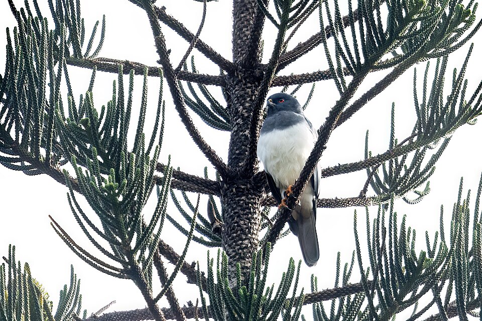 White-bellied Goshawk