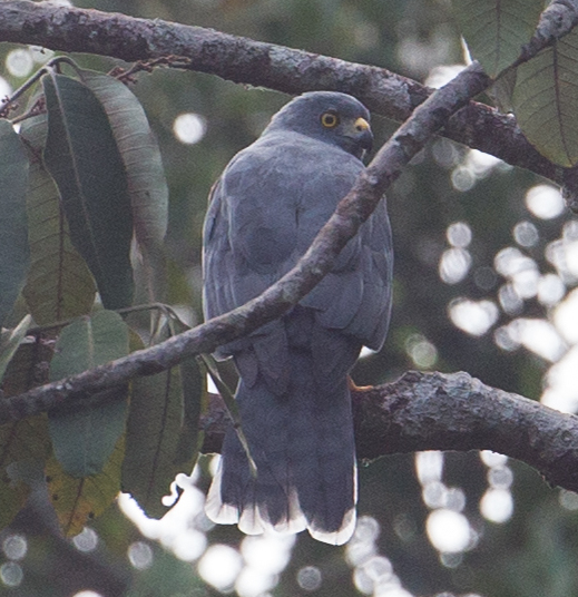 Moluccan Goshawk