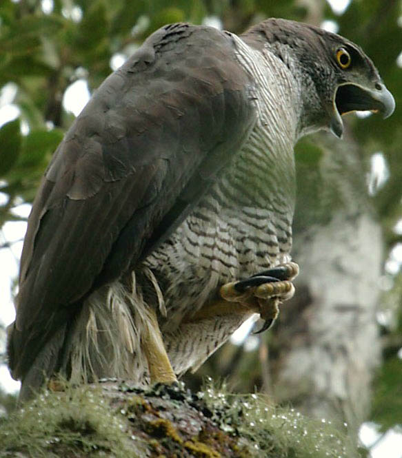 Henst's Goshawk