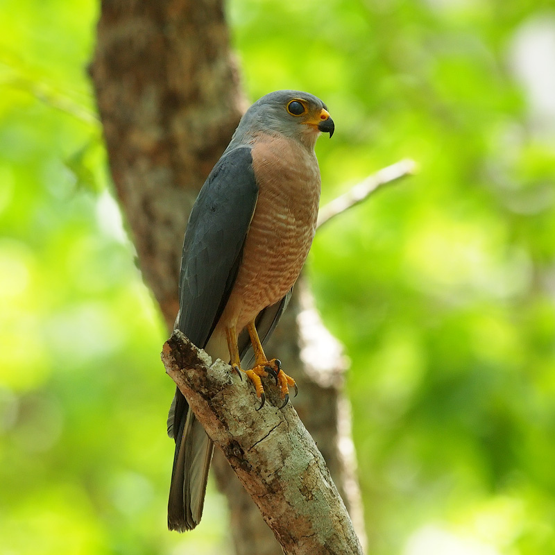 Variable Goshawk