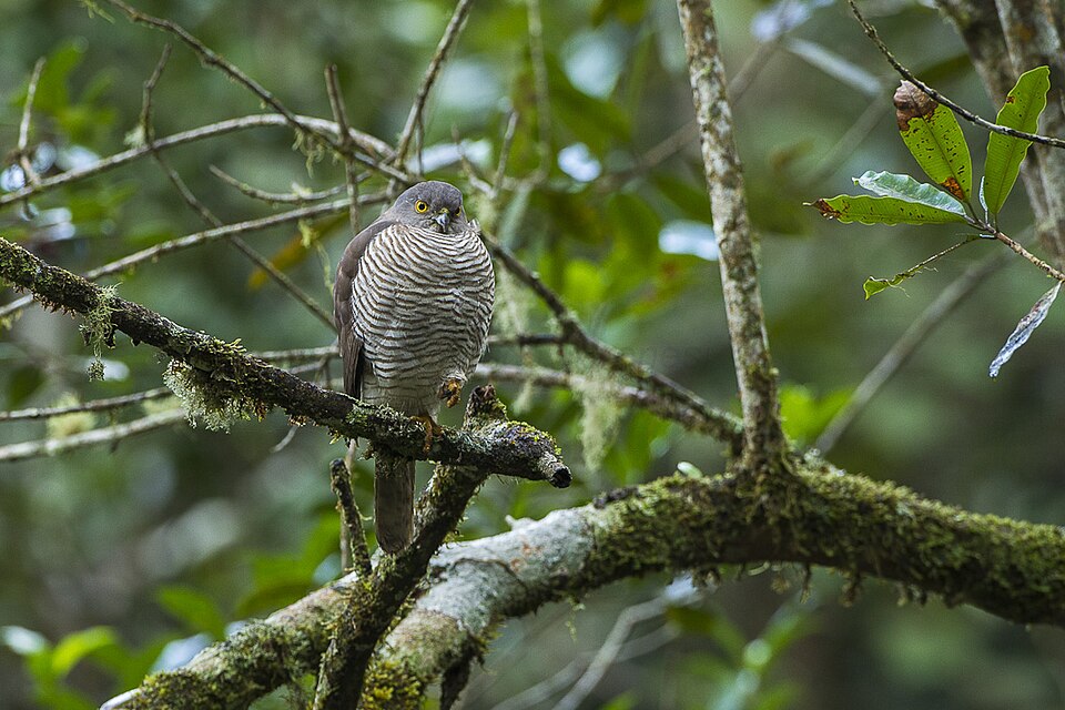 Madagascar Sparrowhawk