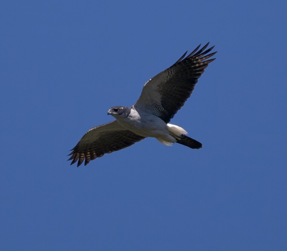 Meyer's Goshawk