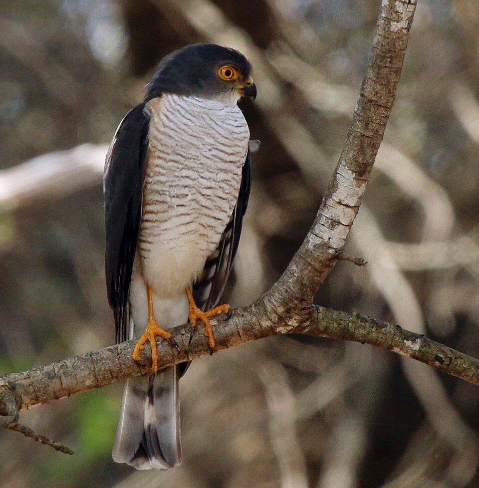 Little Sparrowhawk