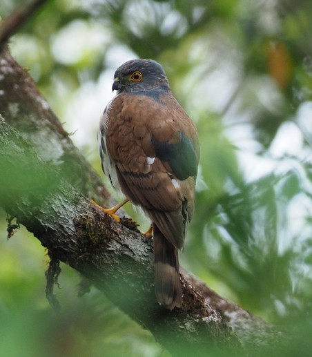 Dwarf Sparrowhawk