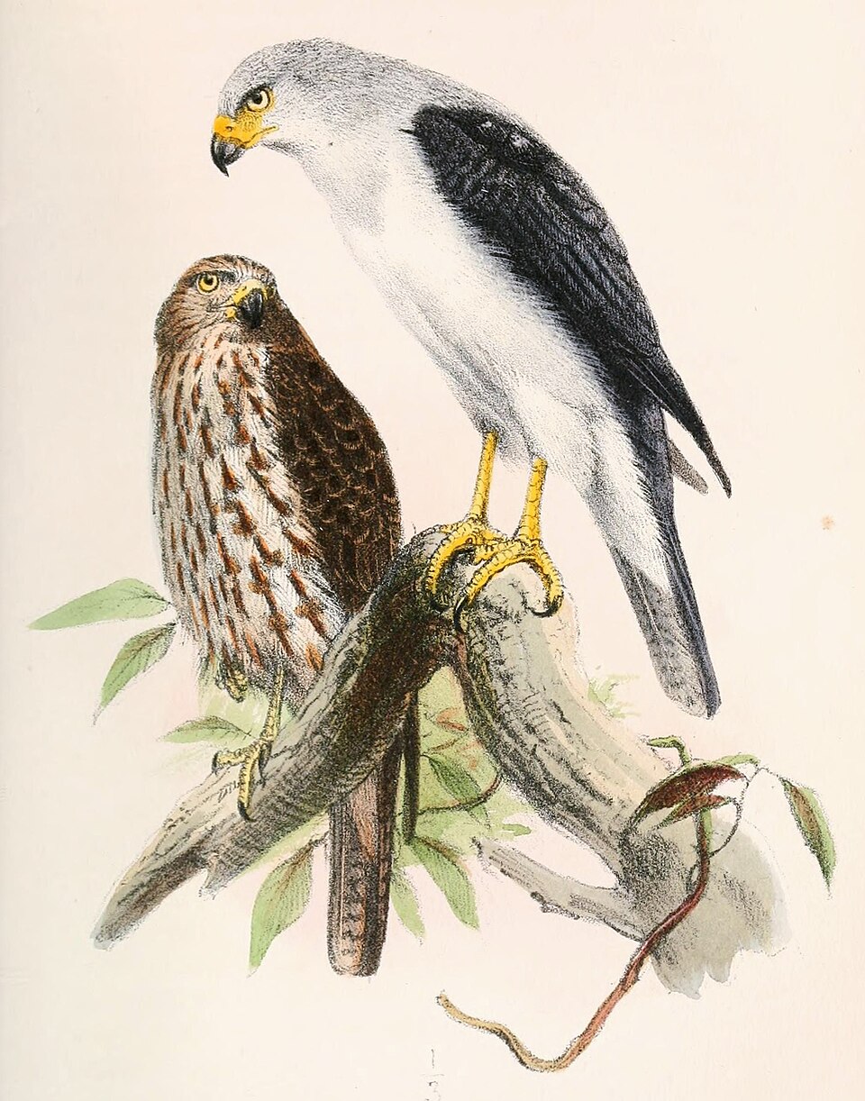 Grey-headed Goshawk