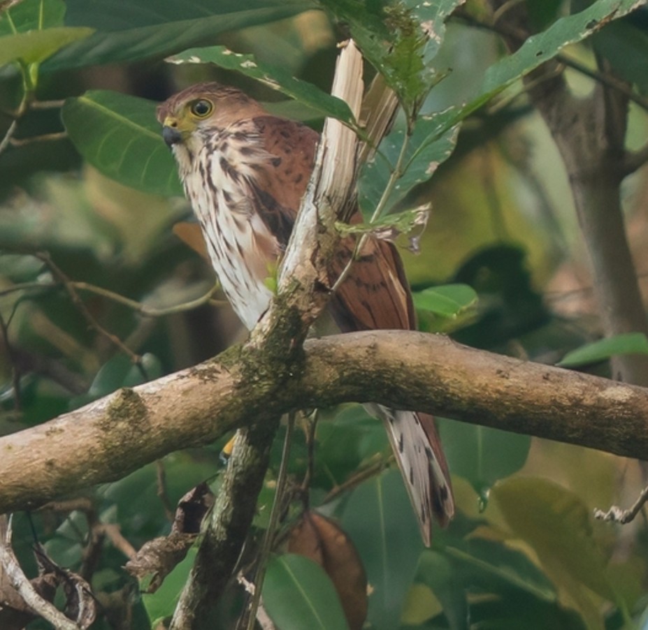 Vinous-breasted Sparrowhawk