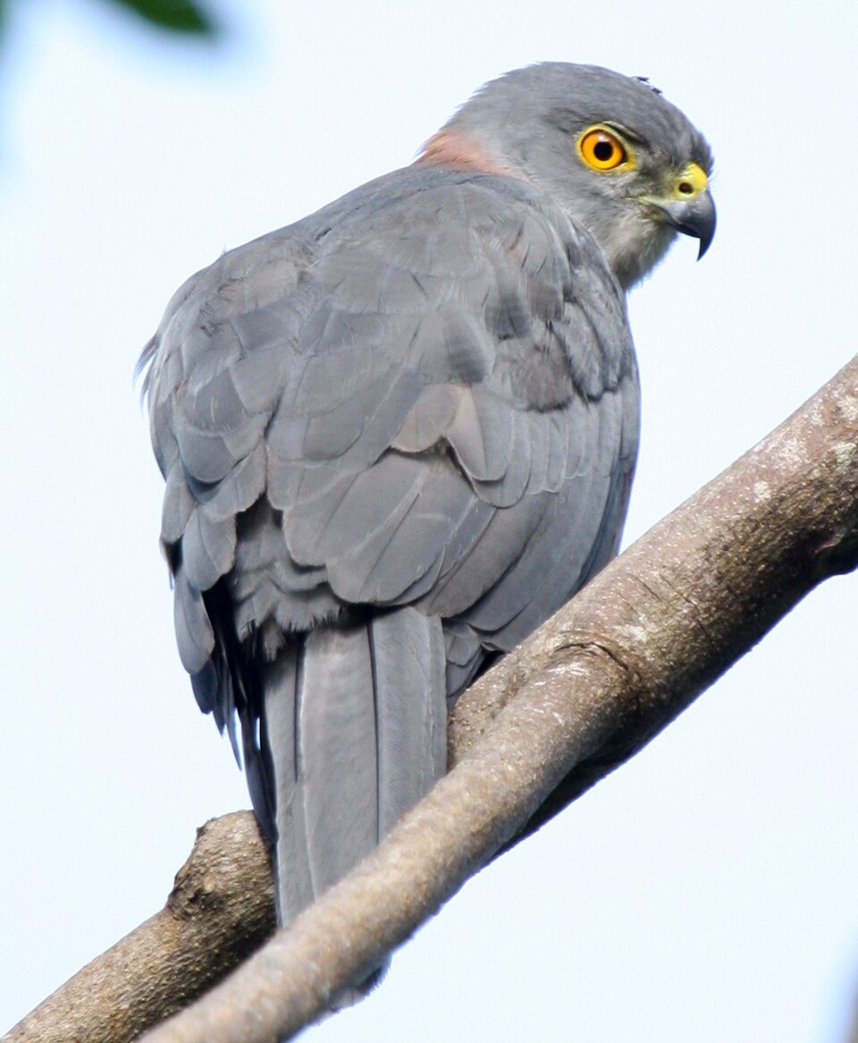 Fiji Goshawk