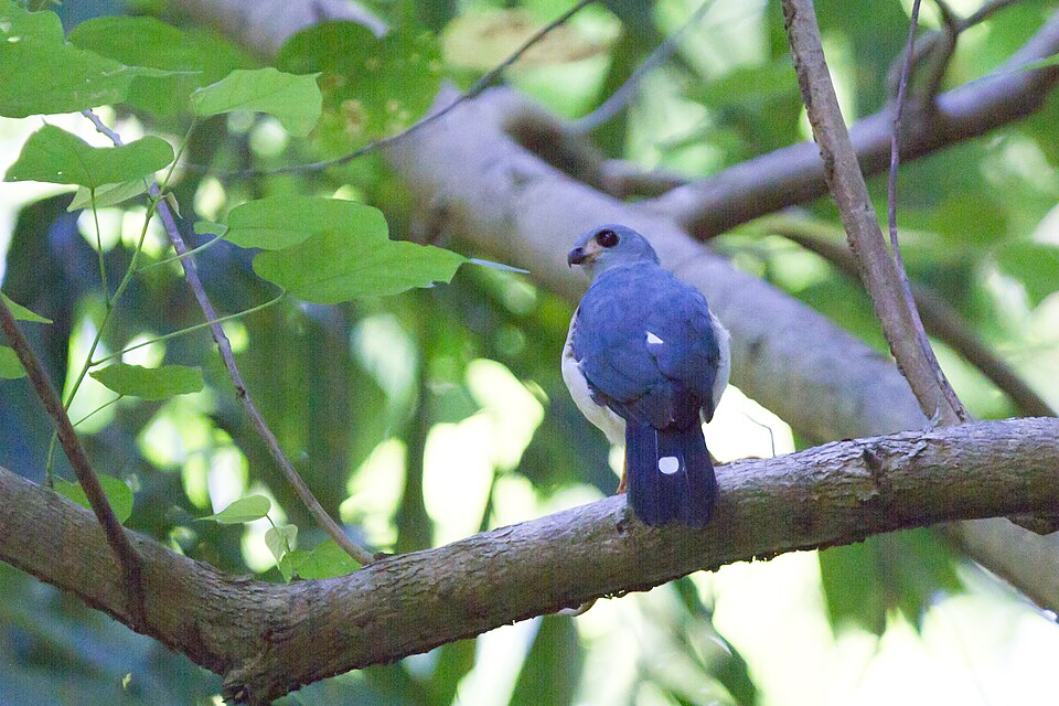 Spot-tailed Sparrowhawk