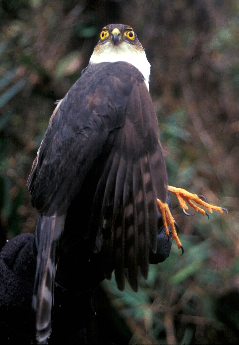 Plain-breasted Hawk