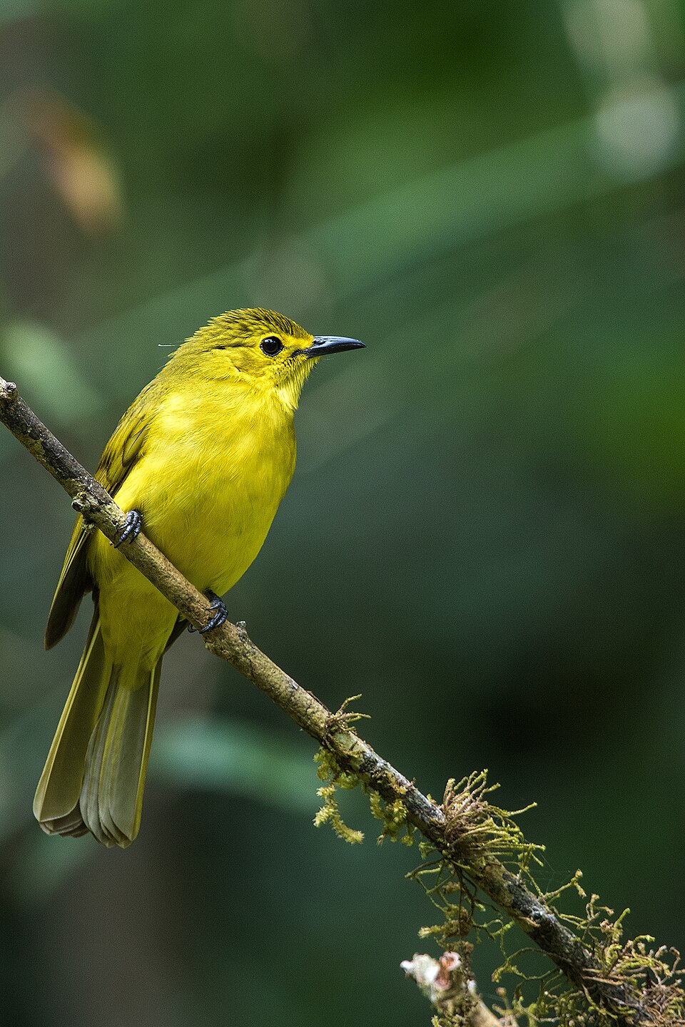 Yellow-browed Bulbul