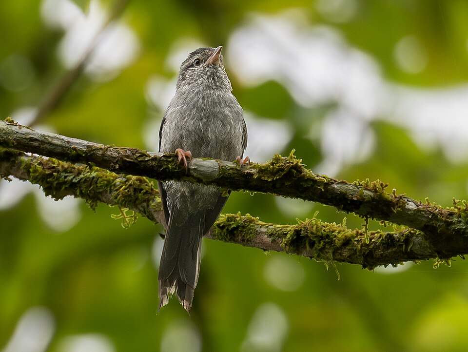 Pink-legged Graveteiro