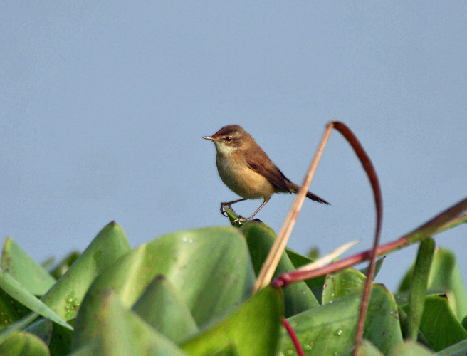 Paddyfield Warbler