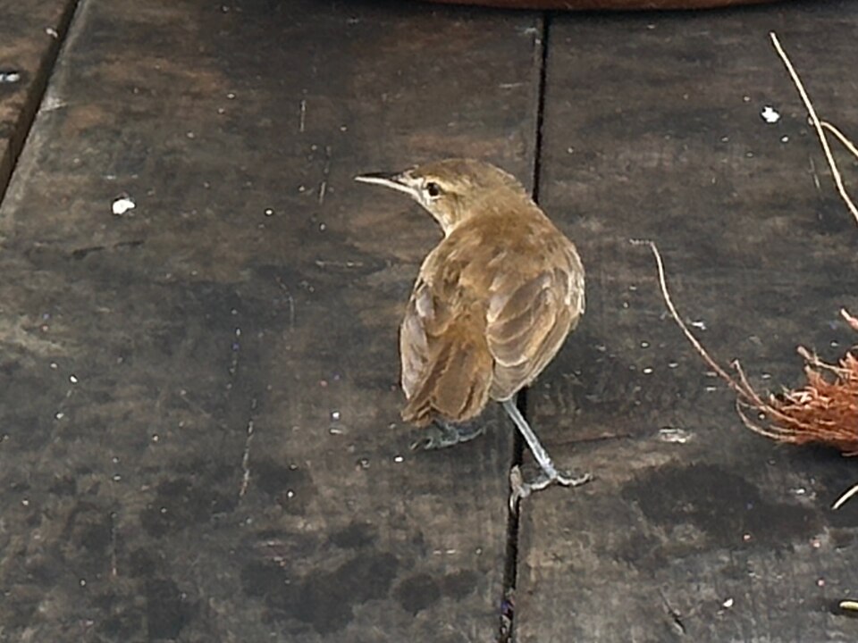 Tuamotu Reed Warbler