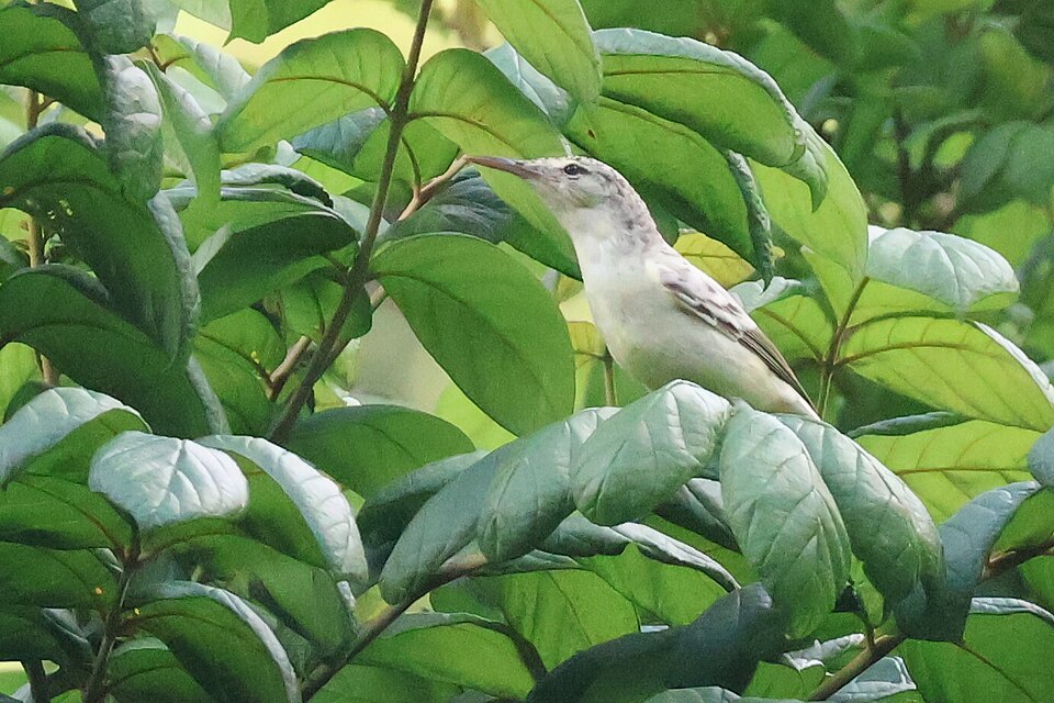 Tahiti Reed Warbler