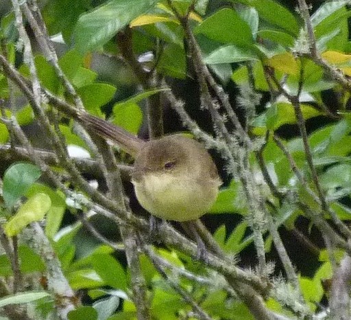 Cook Reed Warbler