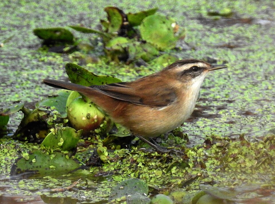 Moustached Warbler