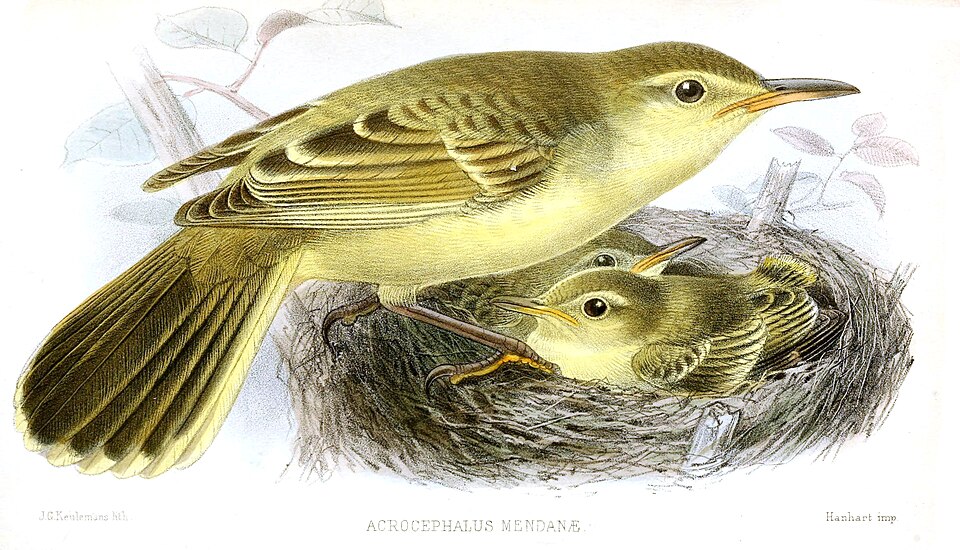 Southern Marquesan Reed Warbler