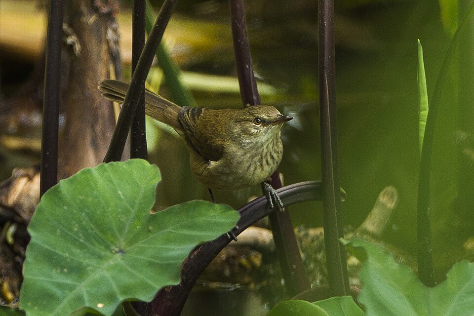 Madagascar Swamp Warbler