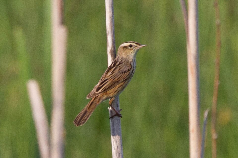 Aquatic Warbler