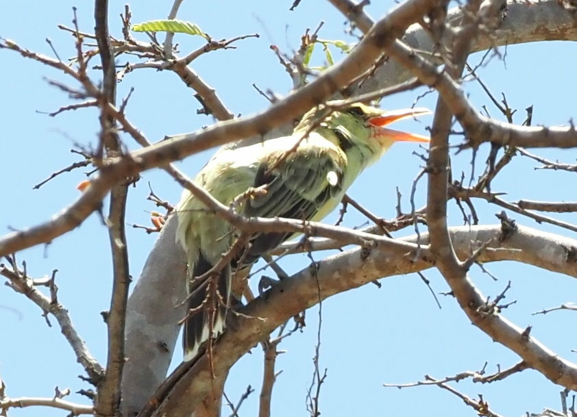 Northern Marquesan Reed Warbler