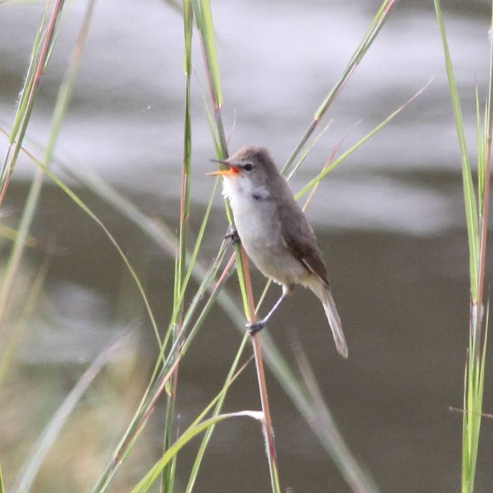 Greater Swamp Warbler