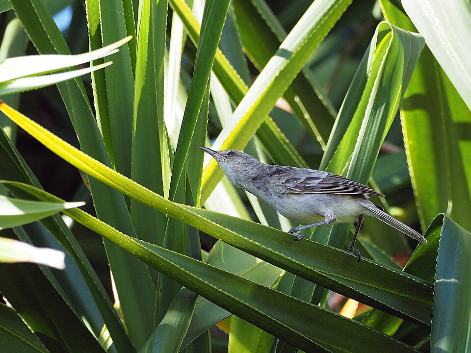 Henderson Reed Warbler