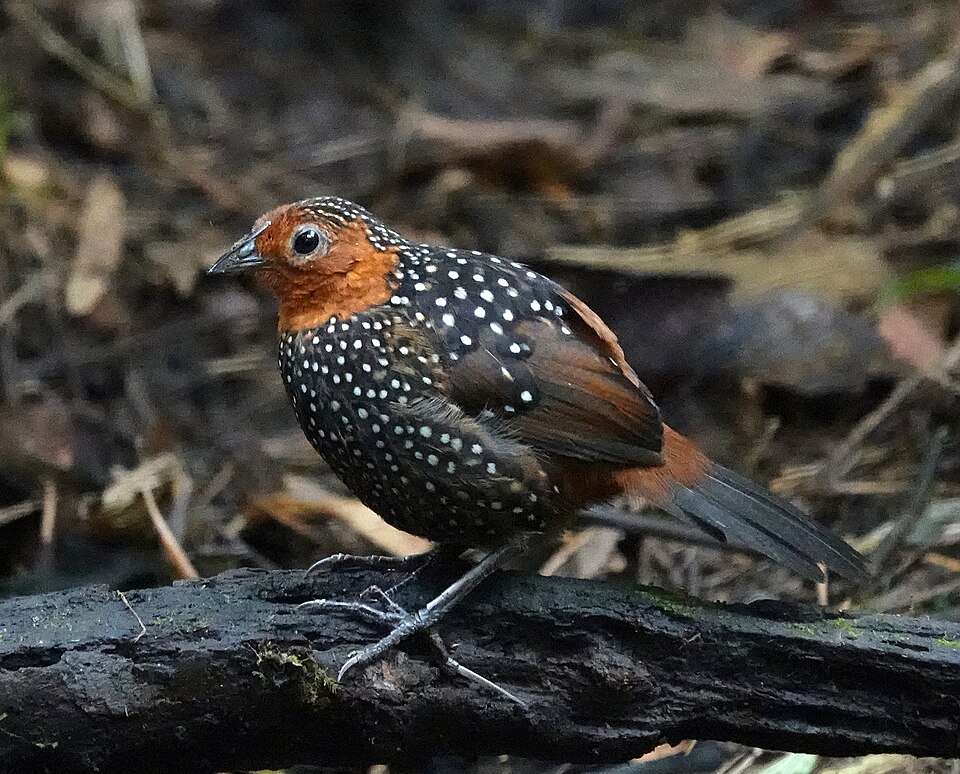 Ocellated Tapaculo