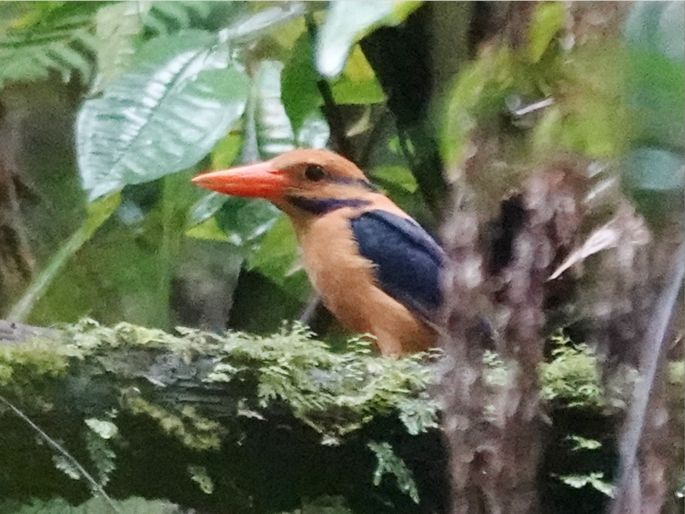 Moustached Kingfisher