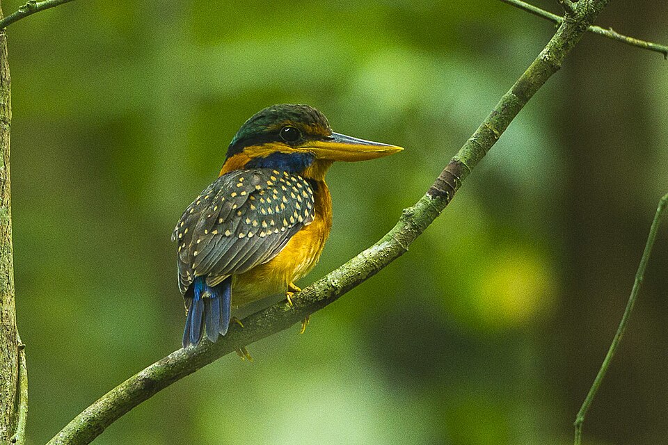 Rufous-collared Kingfisher