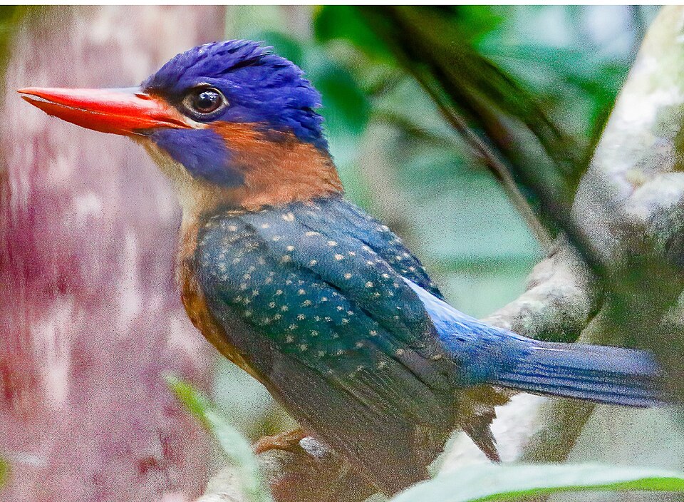 Hombron's Kingfisher